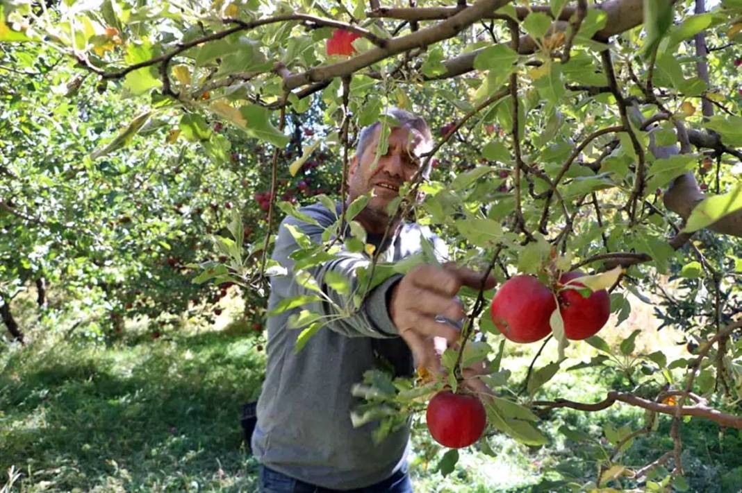 Yüksekova'da elma yağmuru! 'Taleplere yetişemiyorum' diye isyan etti 3